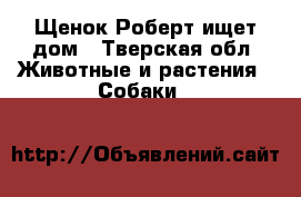 Щенок Роберт ищет дом - Тверская обл. Животные и растения » Собаки   